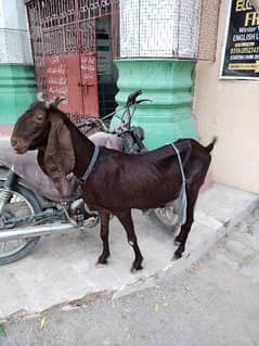 Kamori bakri with 1 female kids. goat for sale.