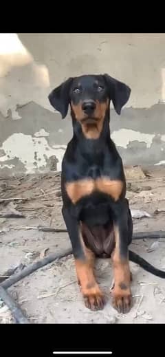 Doberman female puppy available for sale