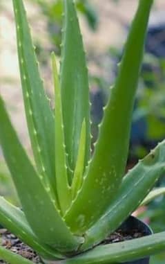 plants aloe Vera for sale