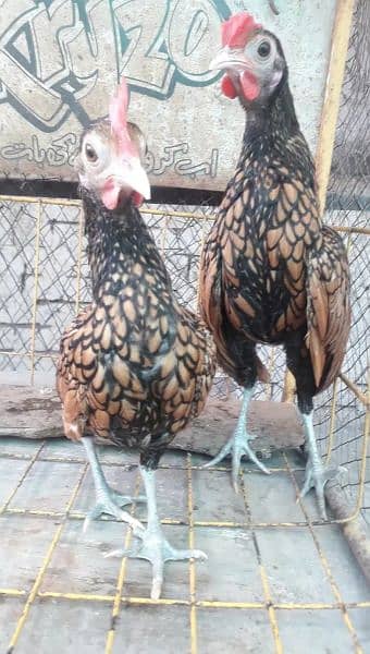 Golden Sabrite King Size Shamo Chicks & Pathe Pathian 03096705051 13