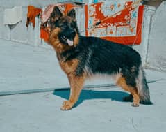 breeder gsd female for sale