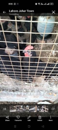 black Australorp male foresale per pic 600