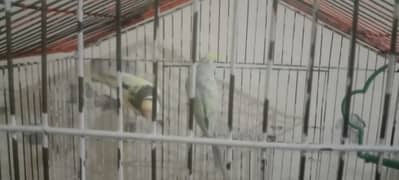 pair parrots for sale with cage