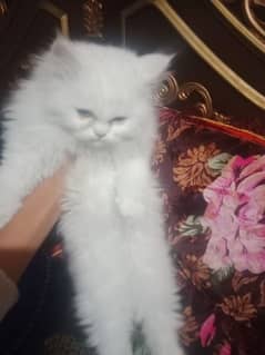 A persian male cat for sale in less price