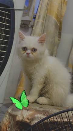 Pair of Kitten for sale: a male white and female brown Persian Kitten