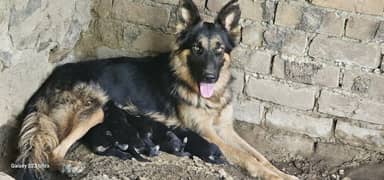 Long coat german shepherd puppies#3453683551