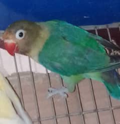 parblue lovebird and black masked love birds for sale