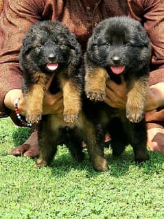 German Shepherd long coat puppies 2 months for sale
