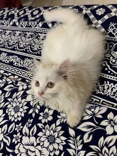 persian kittens available