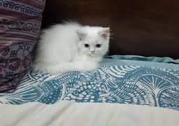 Persian cat 0