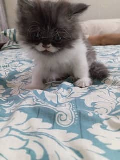 Persian kittens double coat