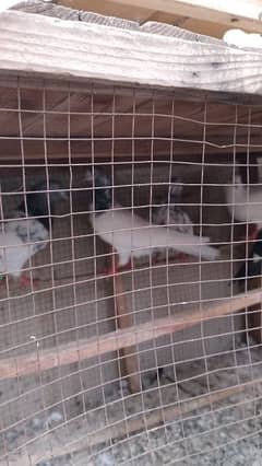 High Quality pigeons for sale