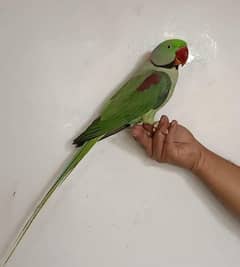 Talking Hand Tame Kashmiri Raw Parrot