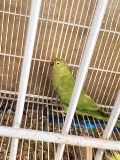 beautiful parrot available for sale