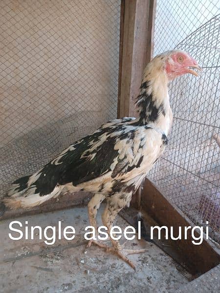 Misri Murga aur murgi for sale 7