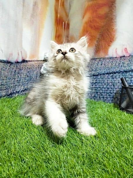 Persian kittens for sale 1