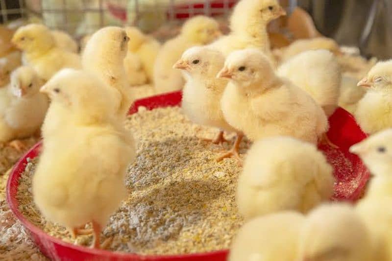 Day Old Broiler Chicks 1