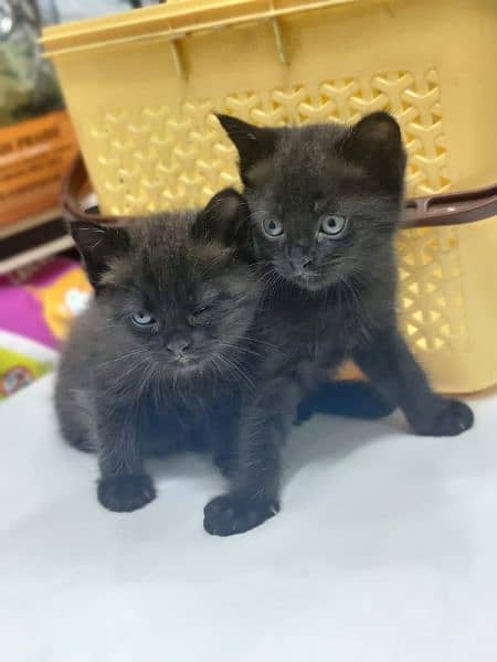 Beautiful black Persian kittens for sale 0