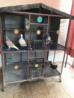 1 Pigeon's Pair with Big Size Cage