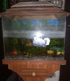 2 fish along with aquarium for sale