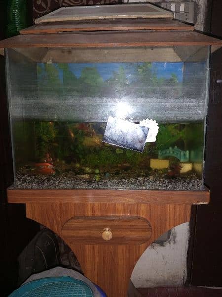 2 fish along with aquarium for sale 1