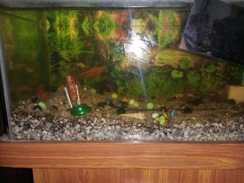 2 fish along with aquarium for sale 2