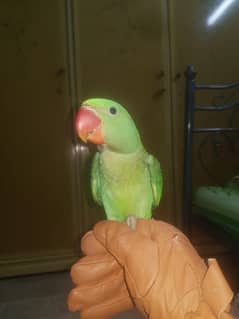 raw hand tame parrot available