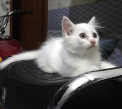 persian kitten 2 month age ha