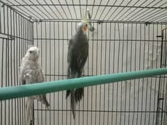 Lovebirds and cockatiel with cage for sale