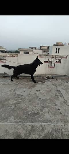 Pink pedigree German shepherd black male