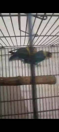 3 parblue split ino 1 pastle split ino all in 5000 parrots love birds