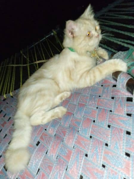 Beautiful Golden Brown Male Persian Cat for Sale! 2