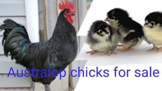 australorp