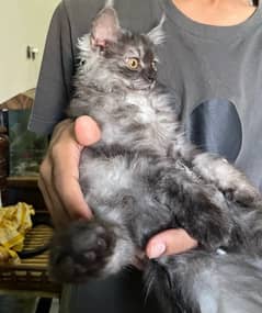 Male triple coated Persian kitten