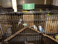 arastalian parrots caloni for sale