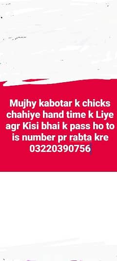mujhy kabotar k chicks chahiye hand time k liye 03220390756