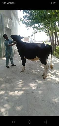 original Friesian cow