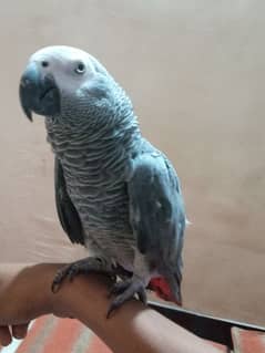 African grey parrot hand talking (MALE)