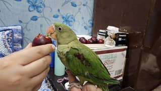 Raw Parrot 4 months age ha hath pr bethta ha kuch bi nhe khata