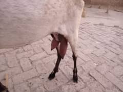 original barbani goat set location khanewal