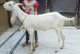 Desi Bakriya For Sale | Goat | Bakri | Ghaban | White