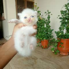 piki bloodline male kitten available whatsapp 03086208317