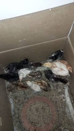 Lohmann Brown & Black chicks available