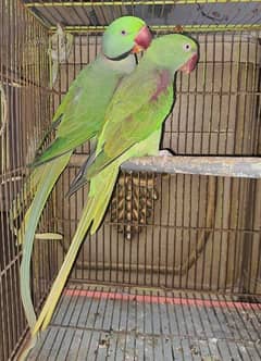 paheri Alexander parrot