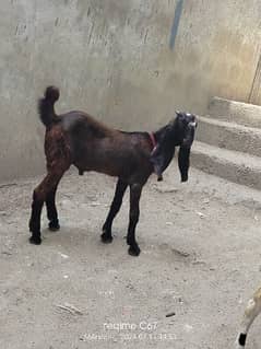 3 Months Pair, Male Brown, White Female. Negotiable.