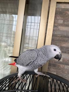 African grey parrot (female) hand tamed + self feed