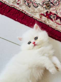 Pure White Persian Kitten with coloured eyes for sell