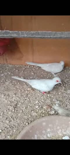 Dove Brilliant / Silver / Cream / Red Pied / Blue Pied / Opal Pied