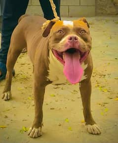 Pitbull dog urgent sale