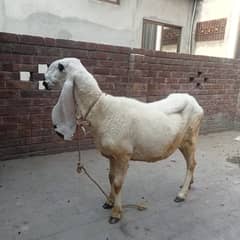 kajli Sheep female for sale